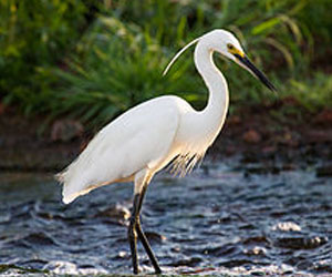 Дэглээ (Хурган дэглээ)